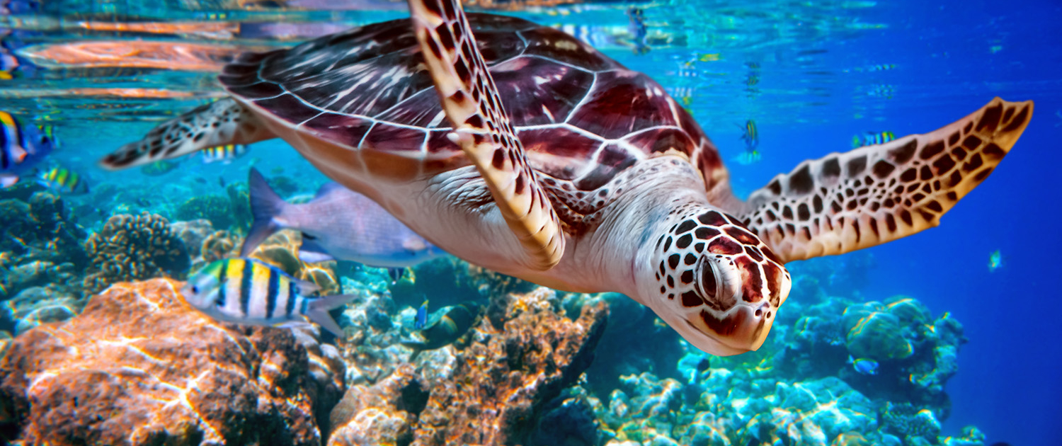 Abu Dabbab Schildkröten Ausflug, Schildkröten Hurghada, Schnorcheltour, Marsa Alam