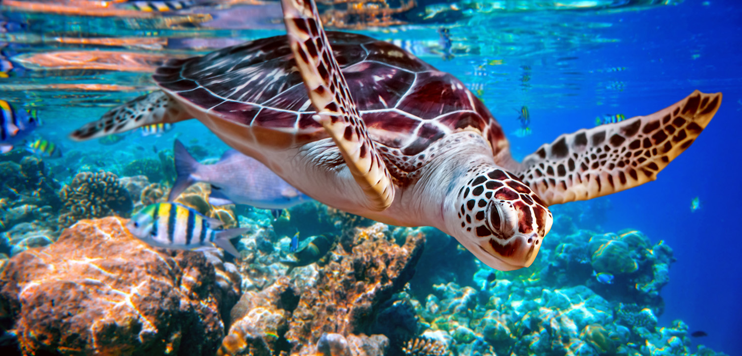 Abu Dabbab Schildkröten Ausflug, Schildkröten Hurghada, Schnorcheltour, Marsa Alam